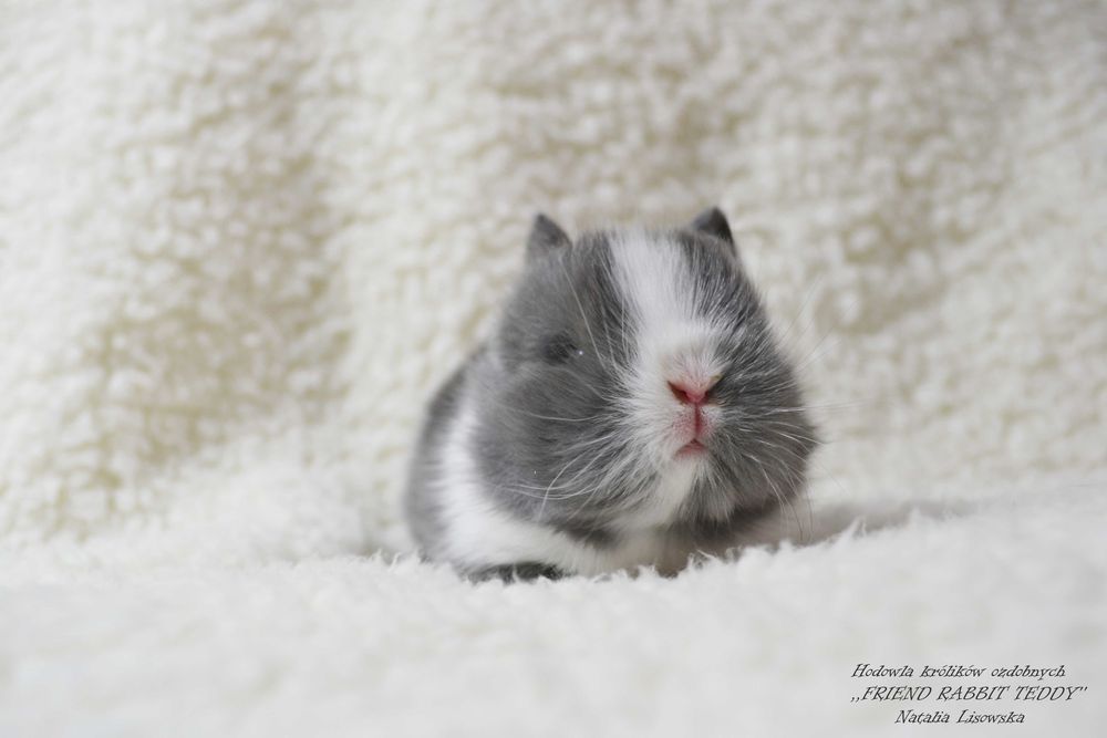 DO ODBIORU Króliki karzełki TEDDY królik karzełek miniaturka MINI LOP