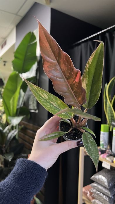 Philodendron Caramel marble карамель марбл