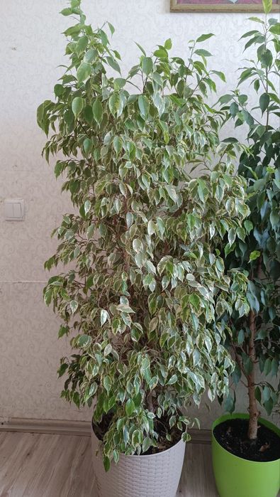 Фікуси Бенджаміна різних сортів, Регідан, Анастасія Старлайт, Голден К