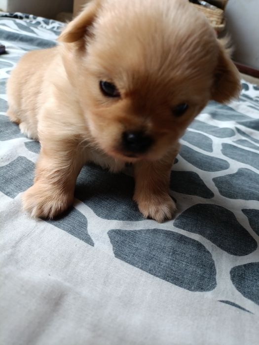 Шпиц маленький 6500