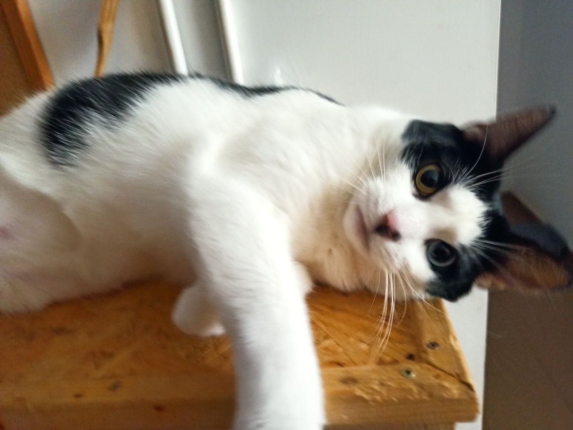Urocza kotka do adopcji