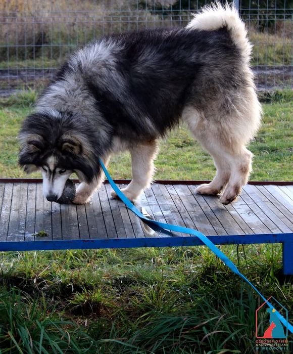 Tayo 283/24 - SZUKA DOMU!