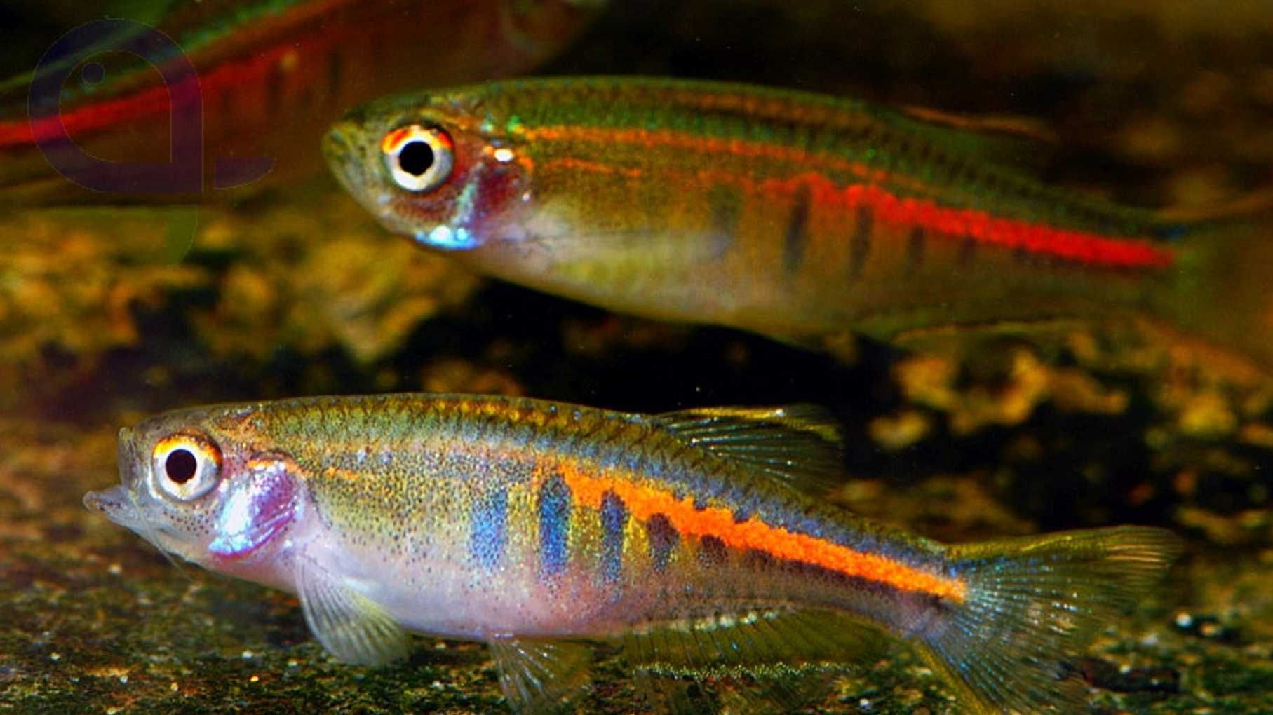 Danio myanmarski - Celestichthys choprae - dowóz, wysyłka