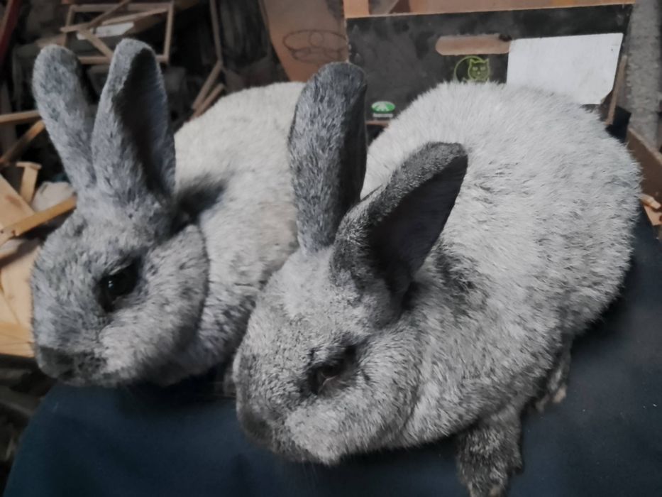 Króliki królik wielki jasnosrebrzysty