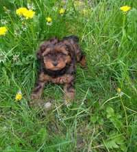 Yorkipoo hybryda york pudel