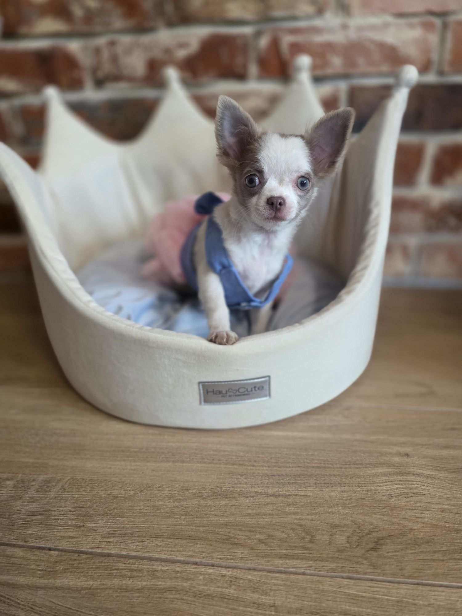 Chihuahua suczka   długowłosa  biało liliowa!