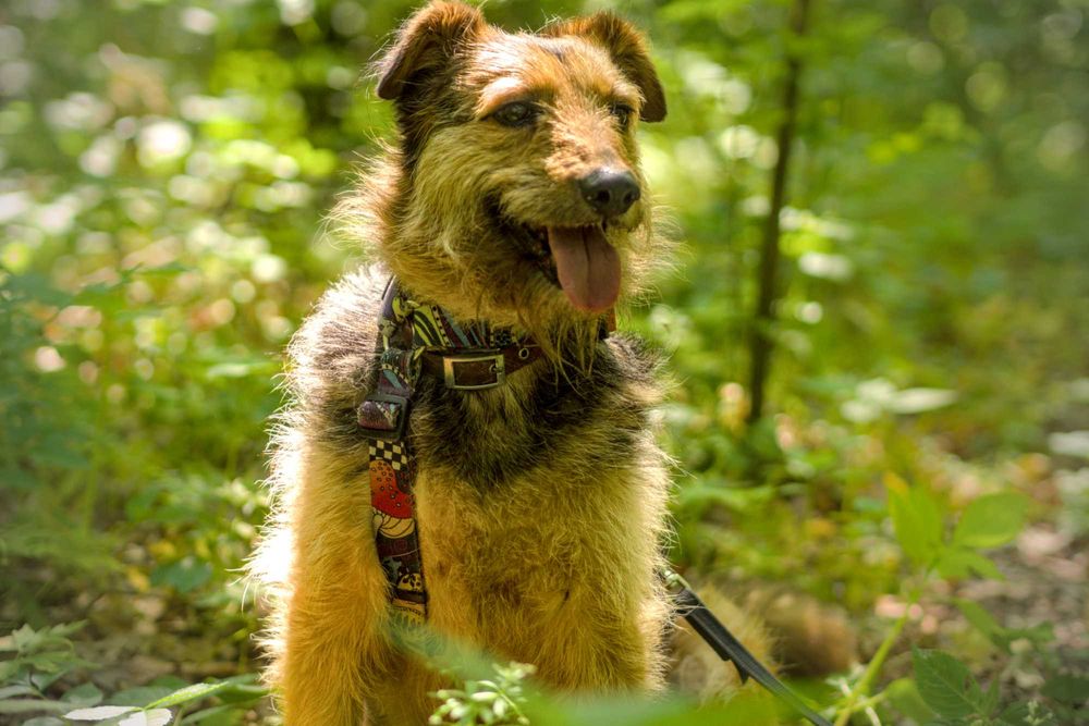 Bambosz-szuka swojego miejsca :)