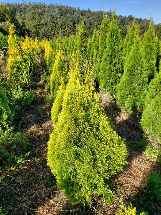 Thuja szmaragd 140-160cm Kurnik Brabant Doradzimy Posadzimy Dowieziemy