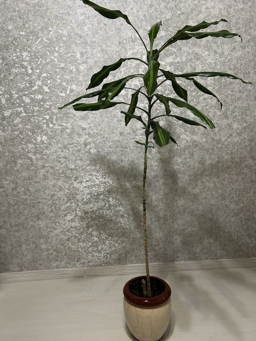 Квіти великі Дроцена широколистная