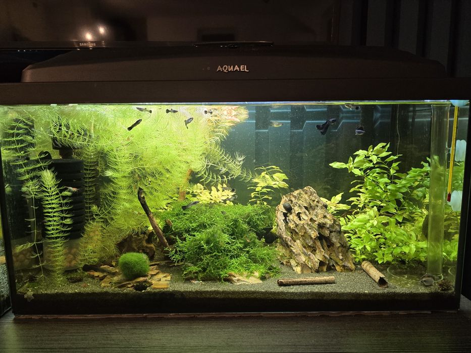 Akwarium 54L krewetkarium z gupikami