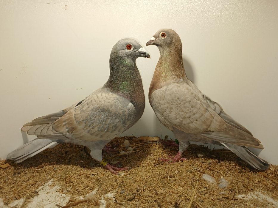 Gołębie pocztowe opal lini Adama Braszko i Pawła Kuźmy