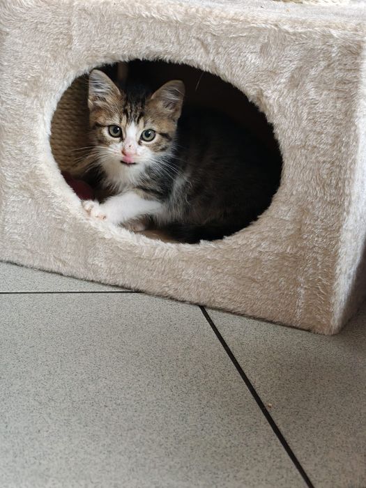 Koty szukają domów. Adoptuj