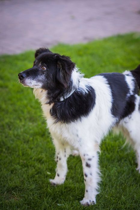 Przepiękny chłopiec w typie border collie czeka na dom