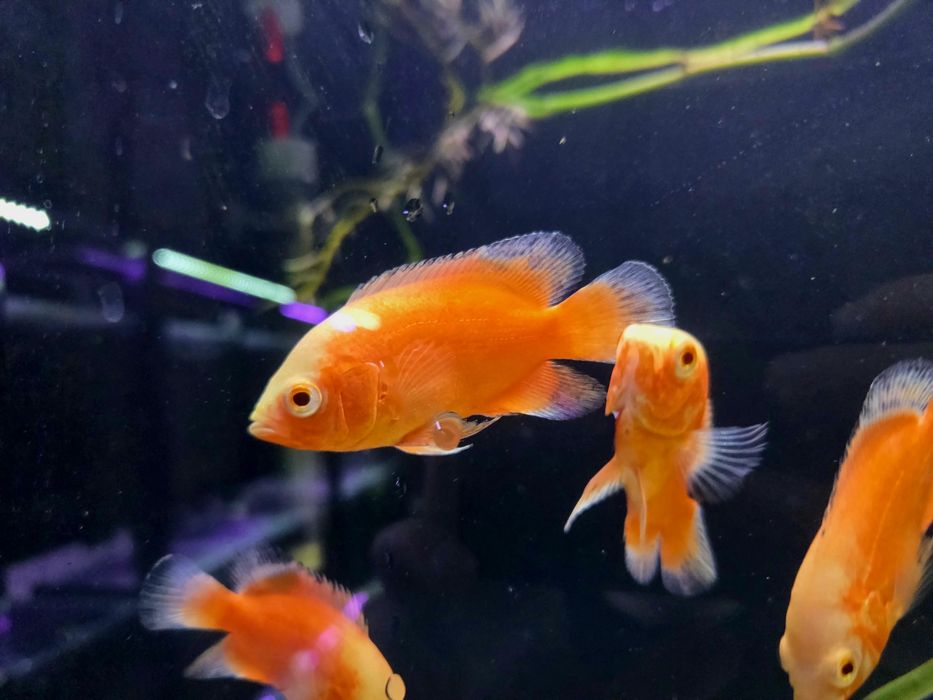 Pielęgnica pawiooka red albino/ red chili