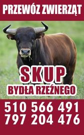 Skup Bydła Rzeźnego