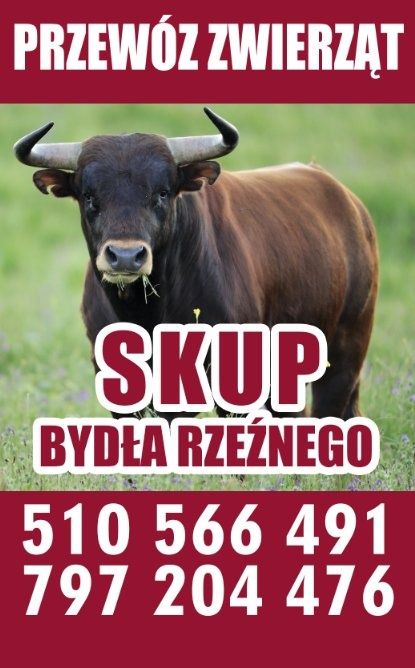 Skup Bydła Rzeźnego