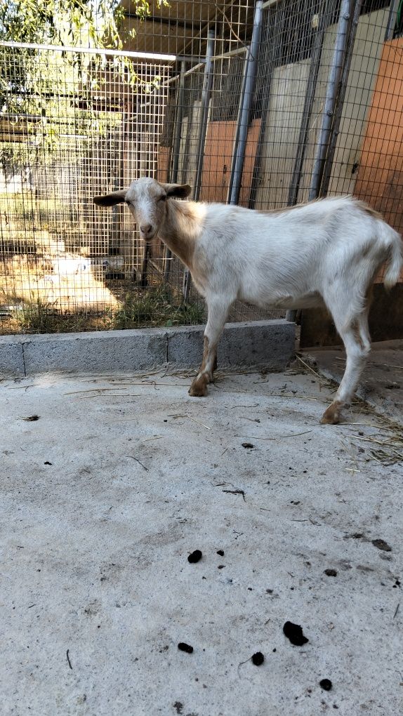 Um casal de cabras com 8 meses para mudar de  pasto