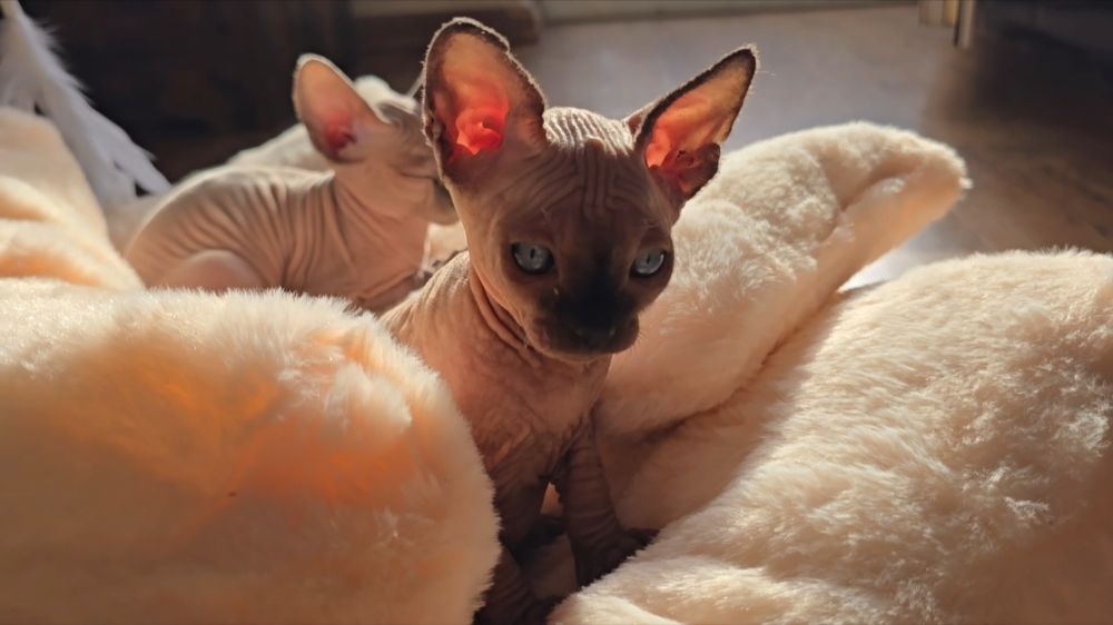 Kot sfinks przepiękny z niebieskimi oczkami