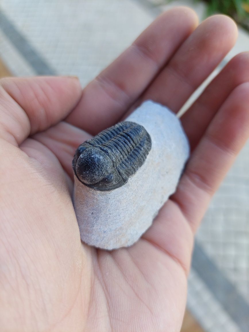 Fóssil trilobite Devónico
