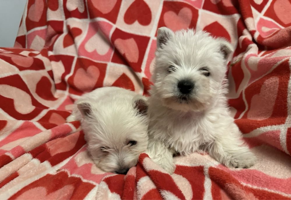West Highland white terrier