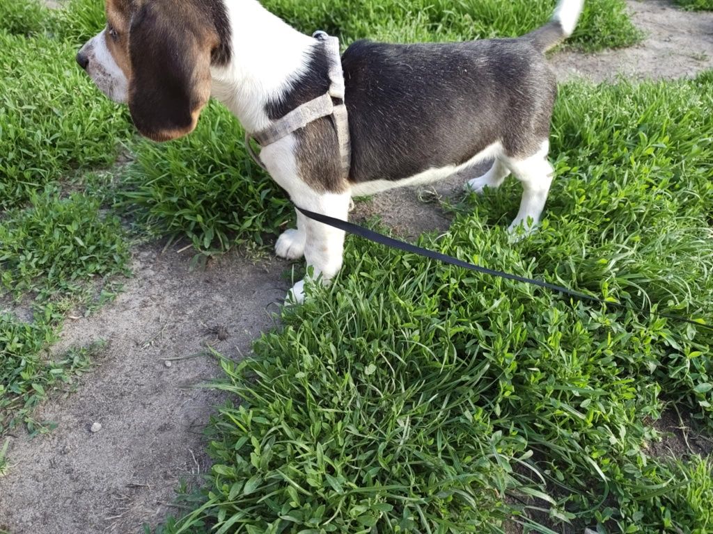 Beagle tricolor piesek do odbioru