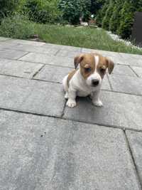 Suczka Jack Russell terrier