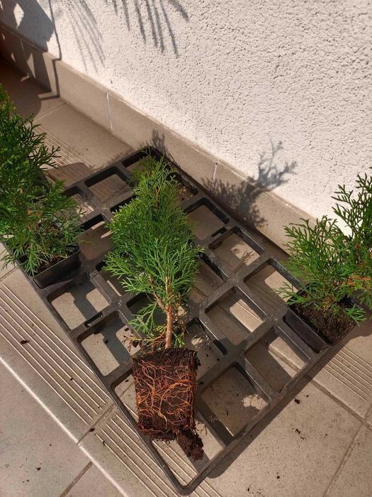 Tuja Szmaragd 30-40cm