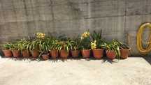 Orquídeas (c/vaso)