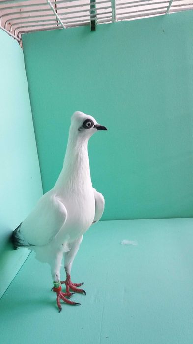 Gołębie ozdobne wiedeński, wiedeńskie lotne