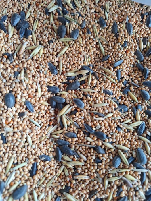 Pokarm dla papugi falistej 20 kg. GRATIS 200 G PROSA SENEGALSKIEGO