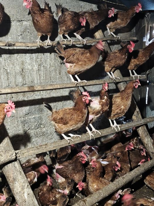 Kury nioski podwórkowe rosa