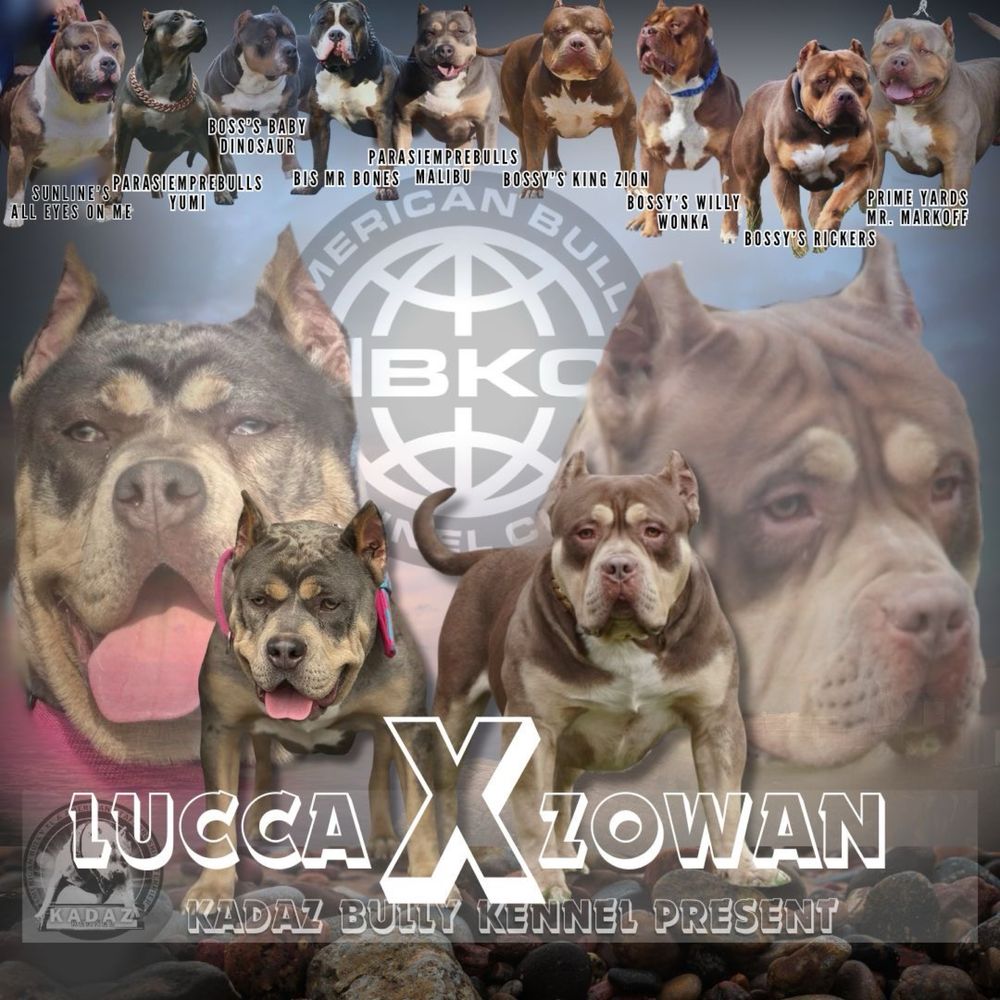 American Bully XL ABKC