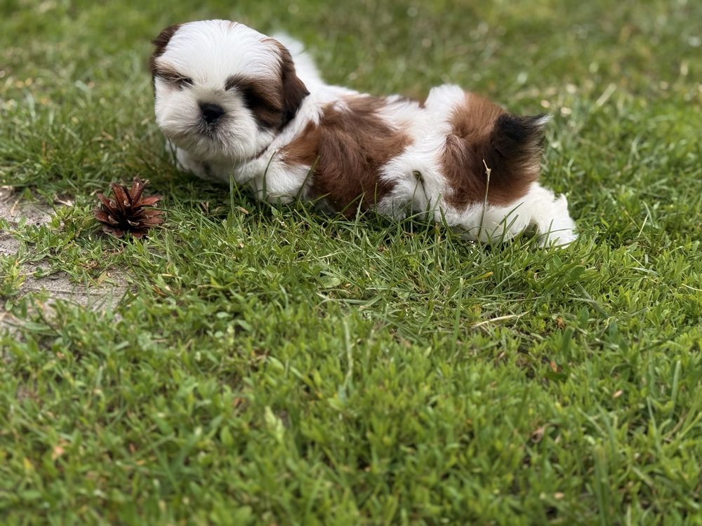 Shih tzu śliczny  chłopiec już do odbioru