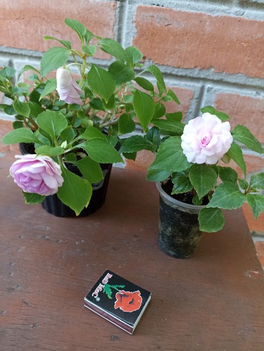 Бальзамін махровий великоквітковий кімнатний