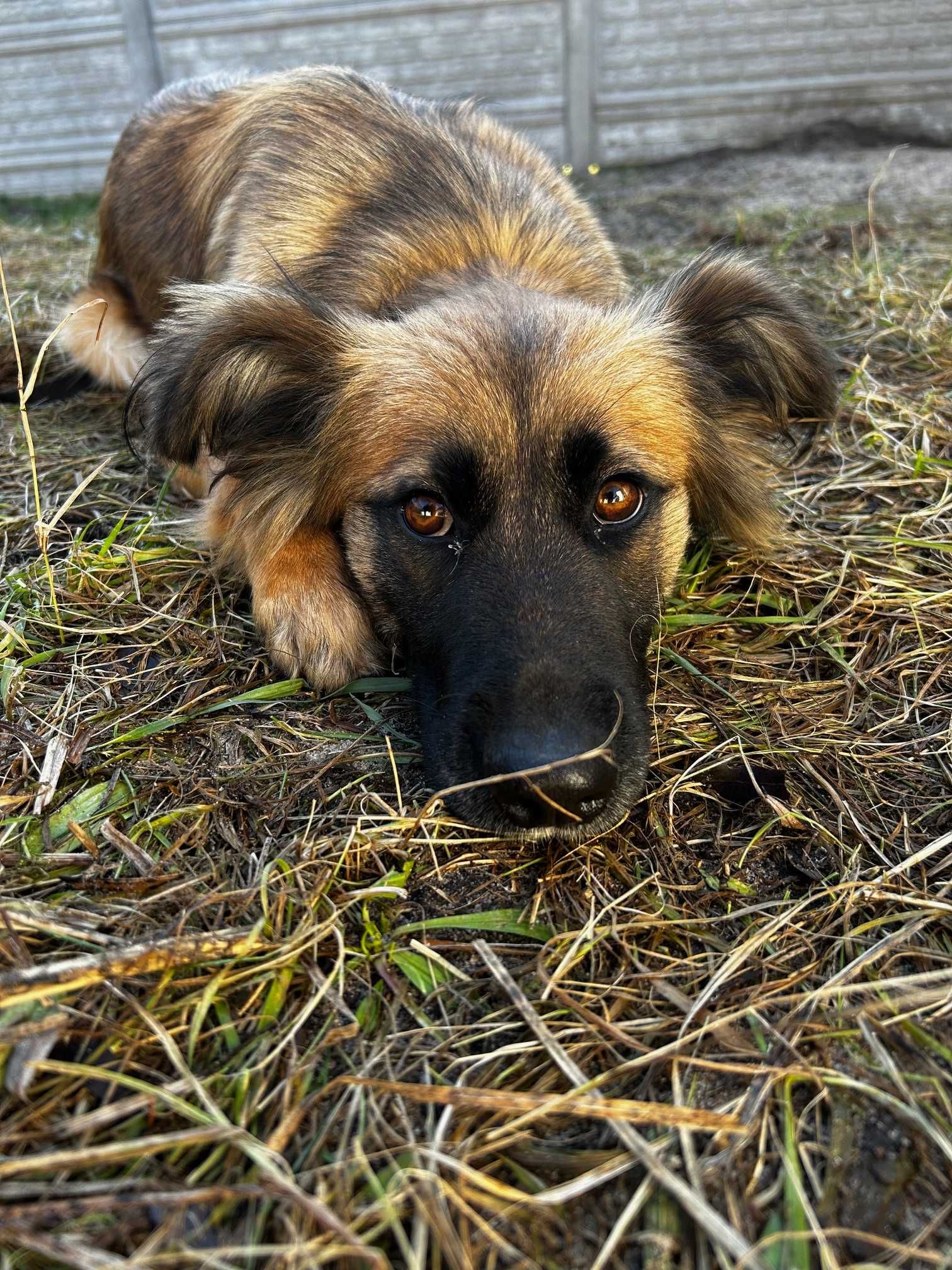 Suczka do adopcji PTYŚKA