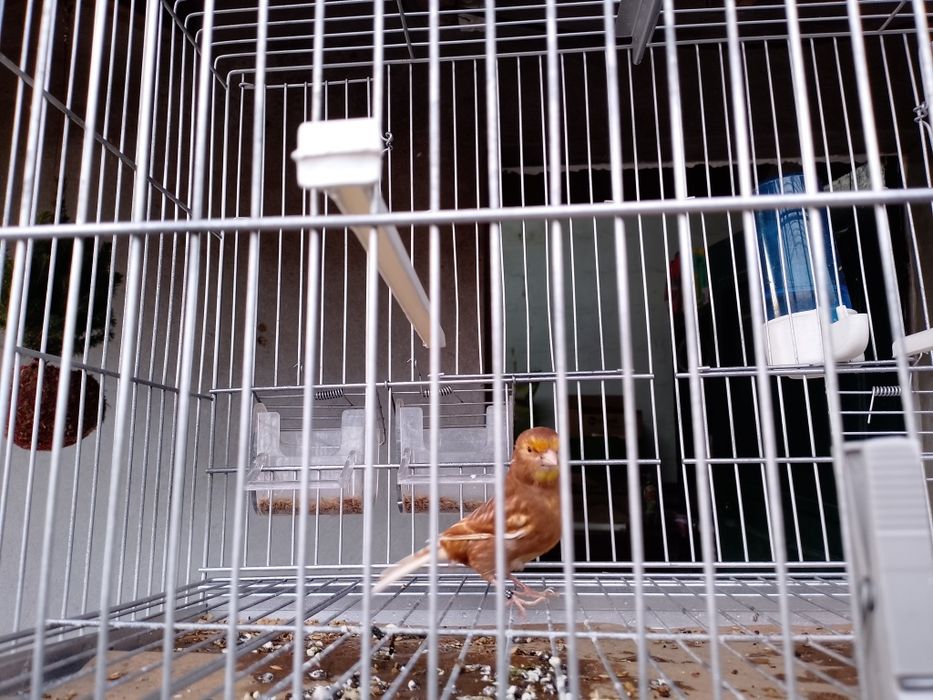 Canário Phaeo Amarelo Mosaico