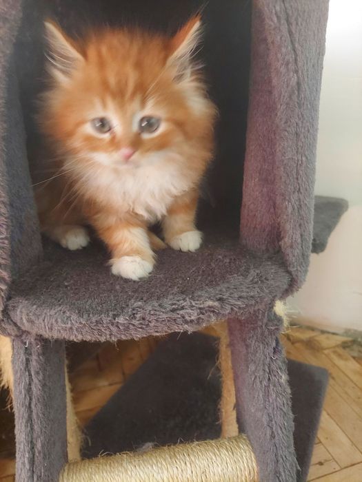 Від Мейн-куна кошенята і сибірської  кішки