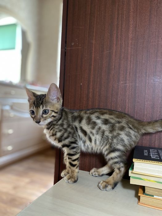 Элитные бенгальские котята — маленькие леопарды в ваш дом!