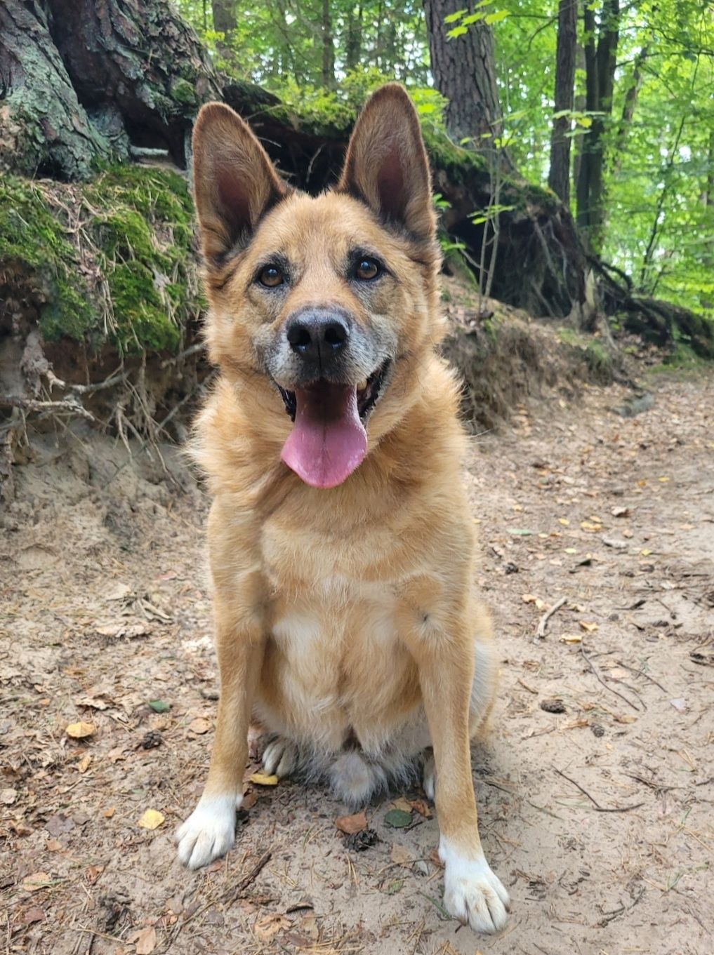 Rudy Pies szuka domu / do adopcji