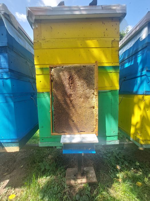 Мед липа та різнотрав'я