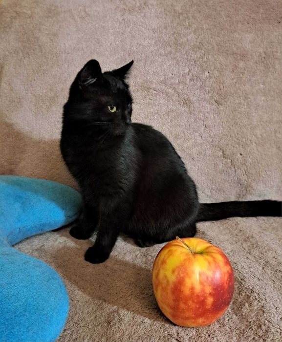 Майже пантера  ( вже  стерилізована ! )