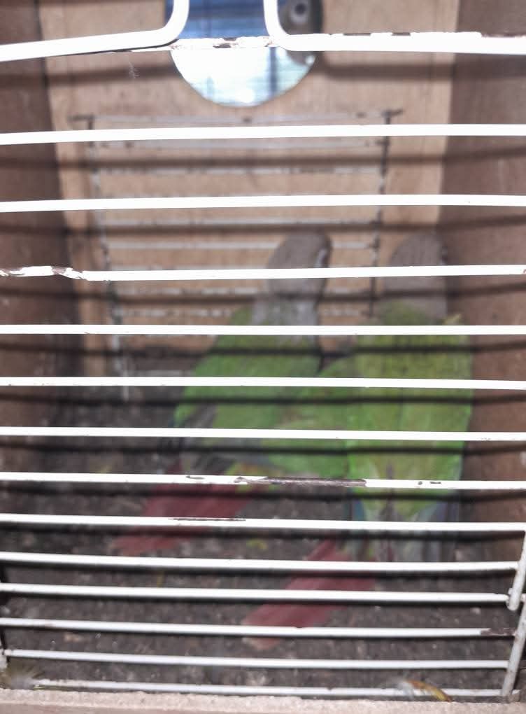 Vendo pyrrhuras bebes