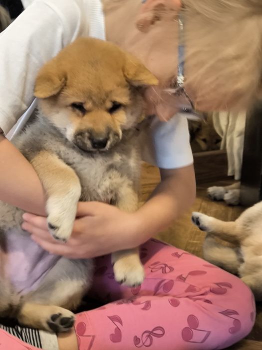 Shiba inu śliczne pieski i suczki ZKwP/FCI