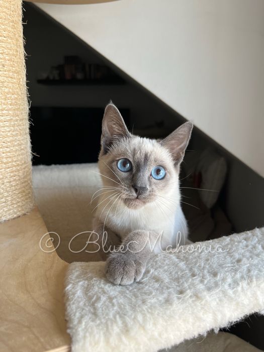 Kocurek tajski Forrest z legalnej hodowli