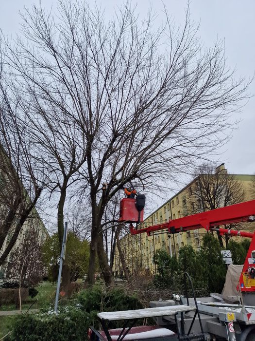 Wycinka Przycinka w trudno dostępnych miejscach podnośnik koszowy