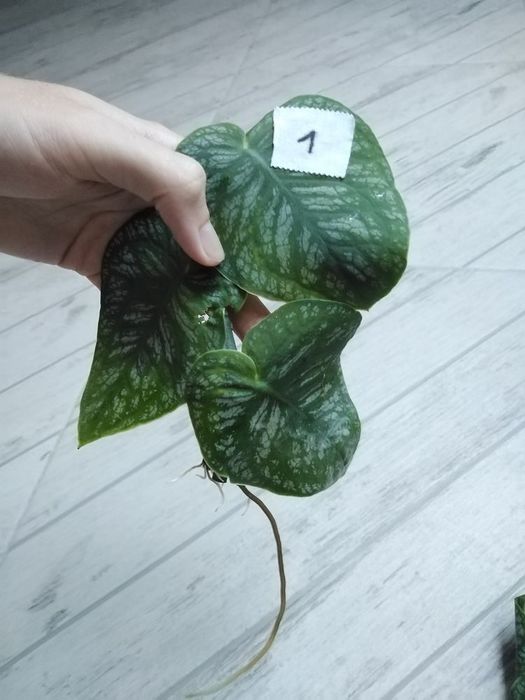 Monstera dubia sadzonki