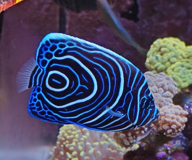 Pomacanthus imperator, Peixe de água salgada