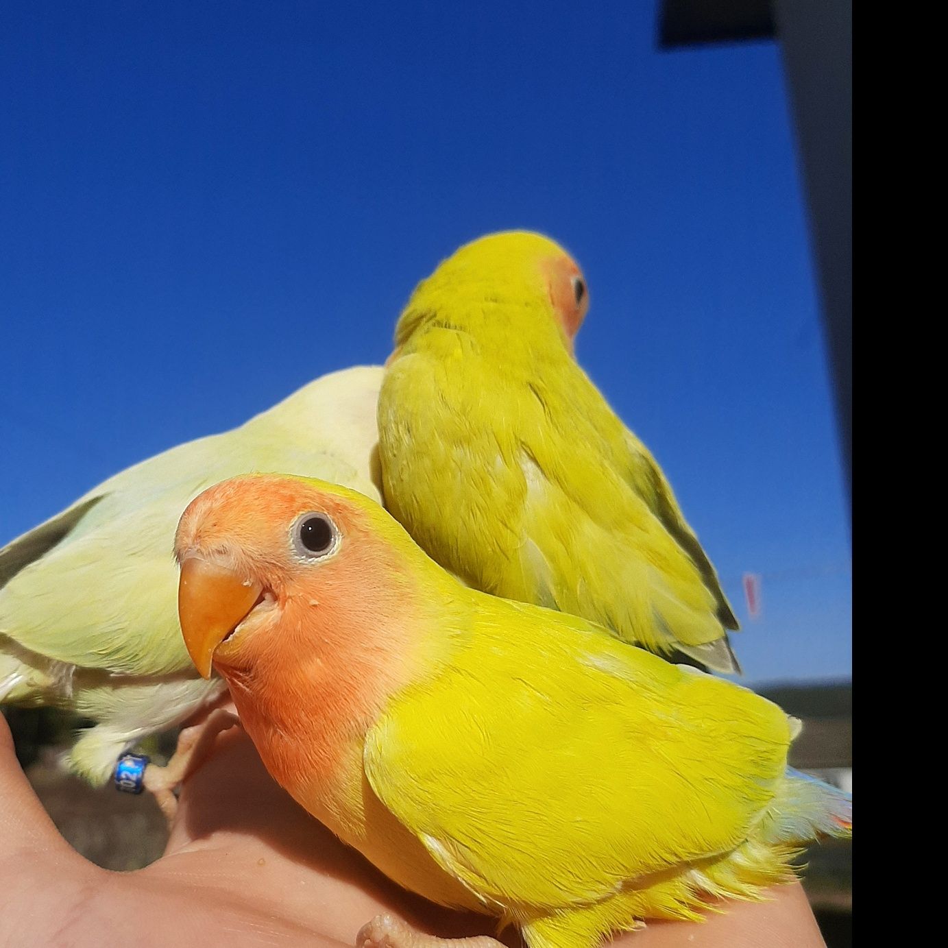 Agapornis Domesticados