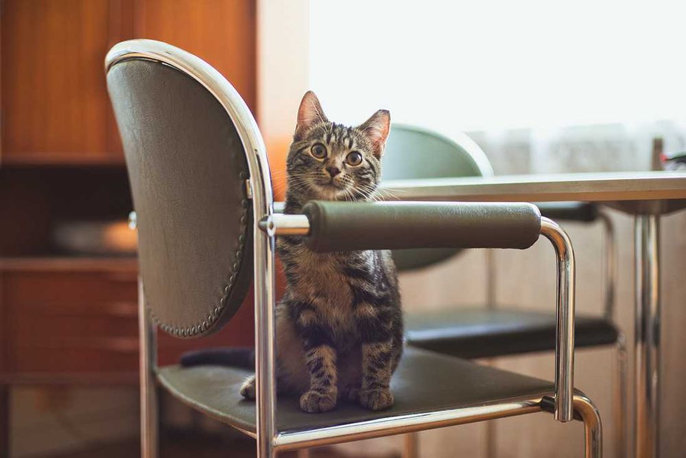 Kociak do adopcji - AMANT - 3 miesiące