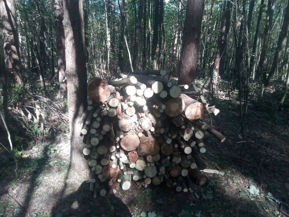 Drewno opałowe suche